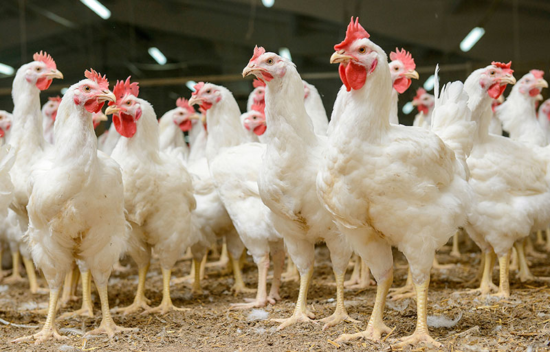 Productos veterinarios en Navarra