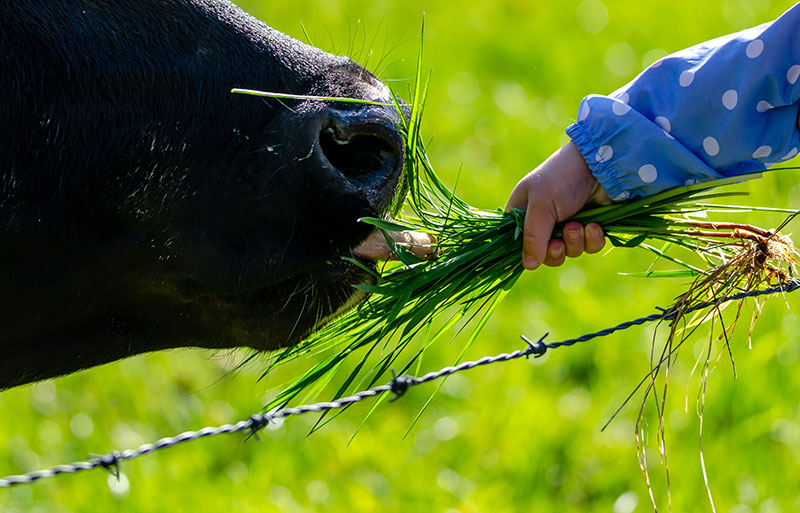 Productos veterinarios en Navarra. Saga Agropecuarios