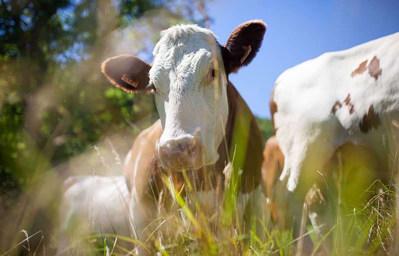 Productos veterinarios en Navarra. Saga Agropecuarios