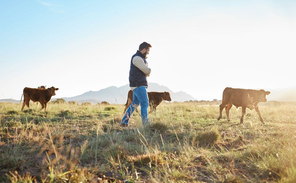 Servicios agrícolas y ganaderos. Saga Agropecuarios